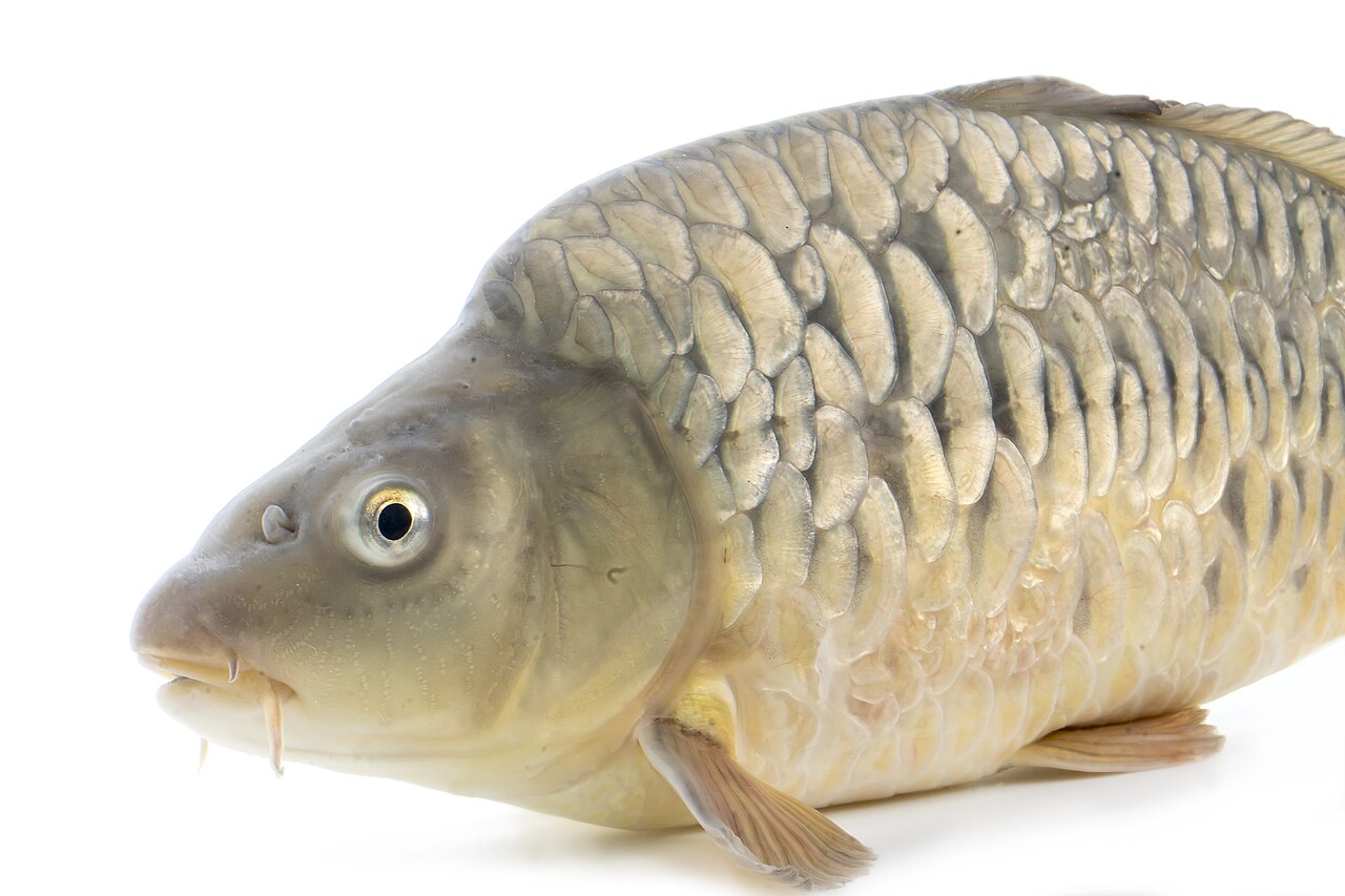 Crap oglindă